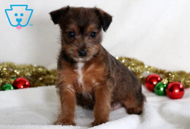 Christmas Jackapoo image