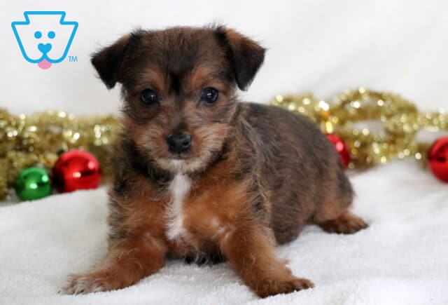 Christmas Jackapoo2 image