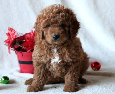 Cici Mini Goldendoodle