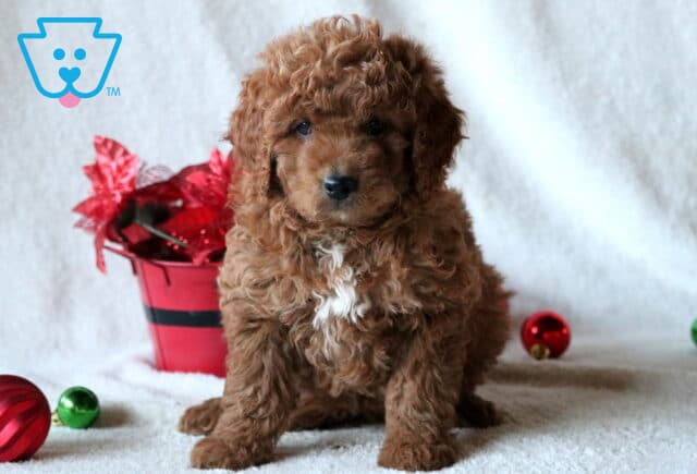 Cici Mini Goldendoodle image