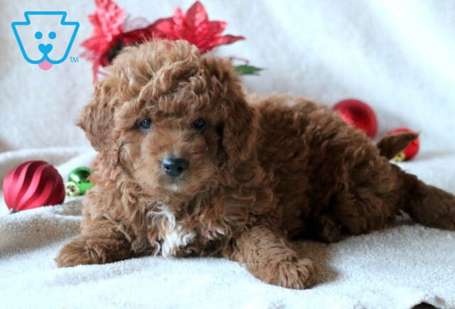 Cici Mini Goldendoodle2 image