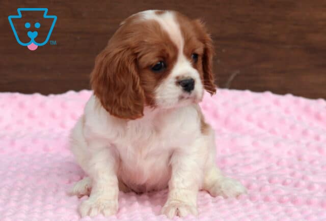 Cindy Lou Cavalier image