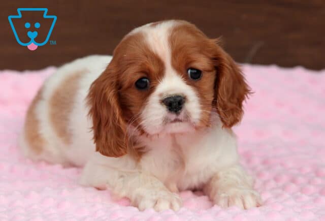 Cindy Lou Cavalier2 image