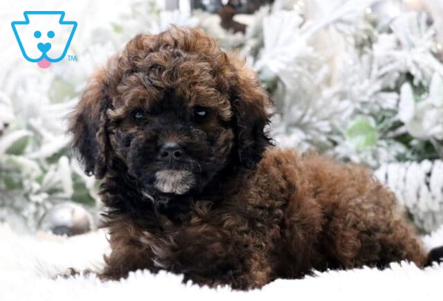 Cinnamon Cavapoo image