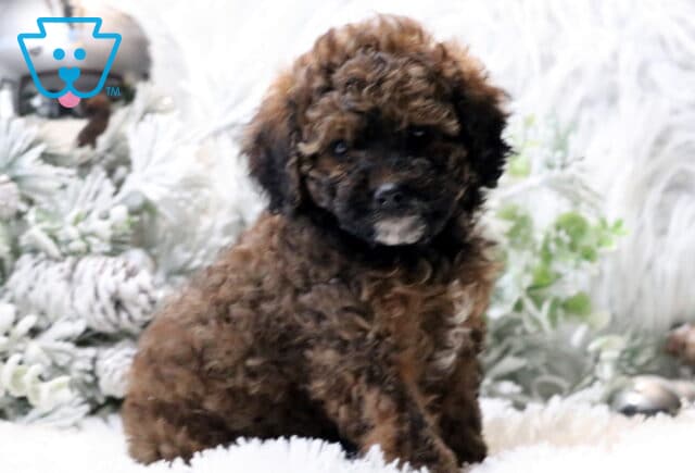 Cinnamon Cavapoo2 image