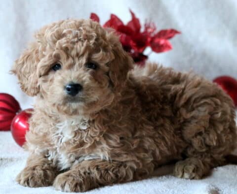 Cinnamon Mini Goldendoodle