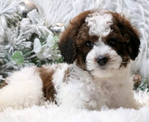 Clondike Cavapoo