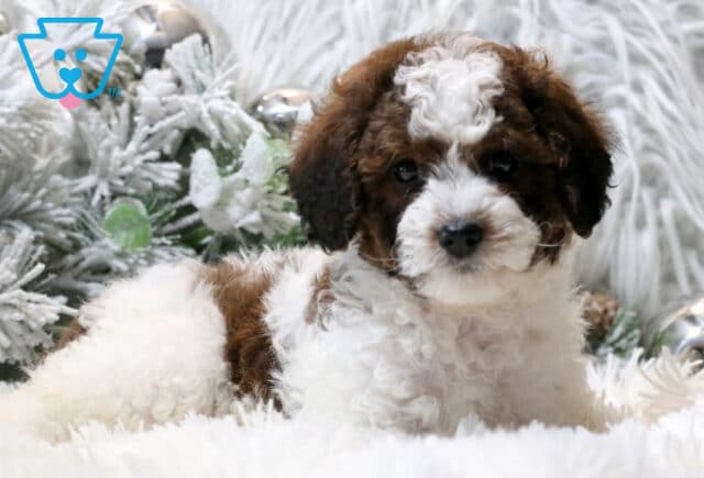 Clondike Cavapoo image