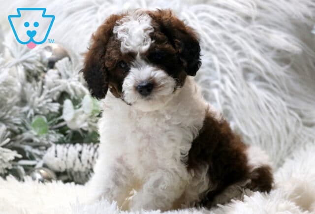Clondike Cavapoo2 image