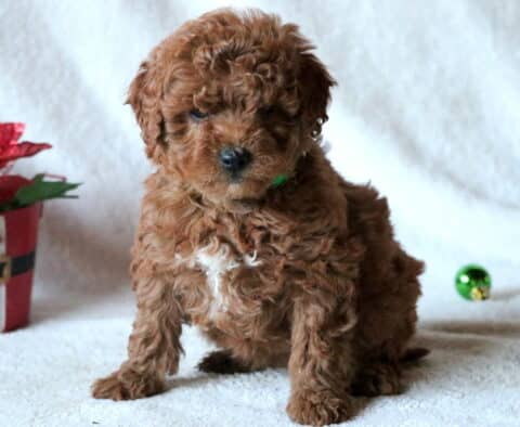 Clover Mini Goldendoodle