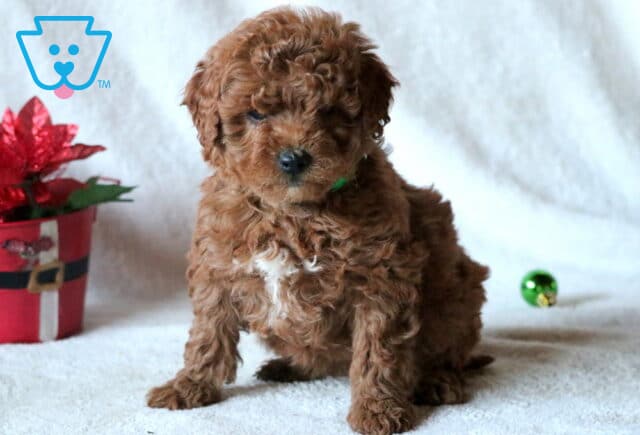 Clover Mini Goldendoodle image