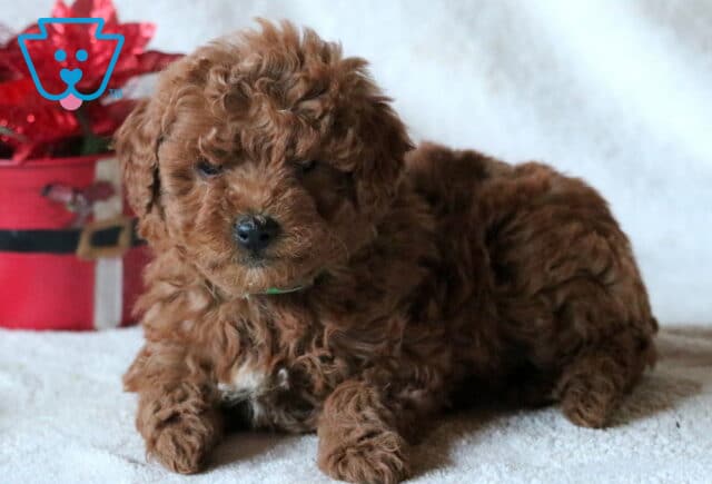 Clover Mini Goldendoodle2 image