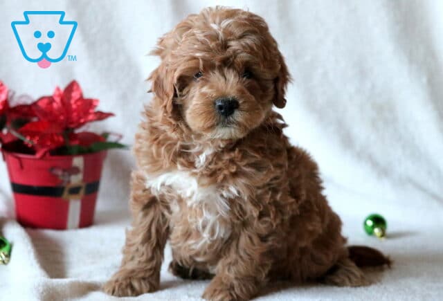 Clyde Mini Goldendoodle image
