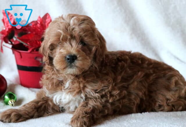 Clyde Mini Goldendoodle2 image