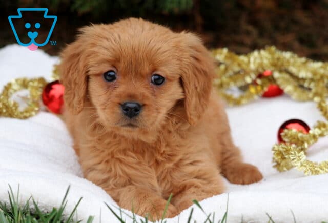 Coco Mini Golden image