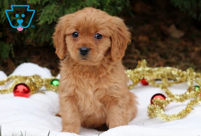 Coco Mini Golden2 image