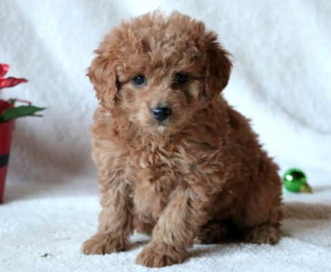 Coco Mini Goldendoodle