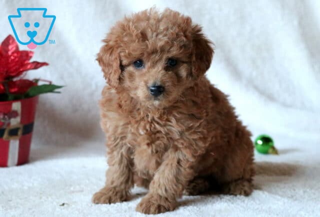 Coco Mini Goldendoodle image