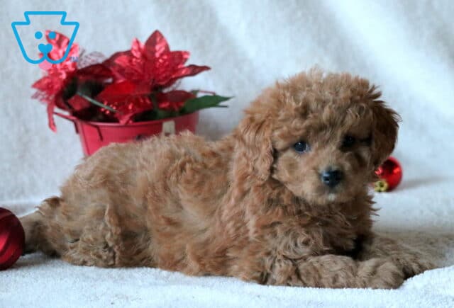 Coco Mini Goldendoodle2 image