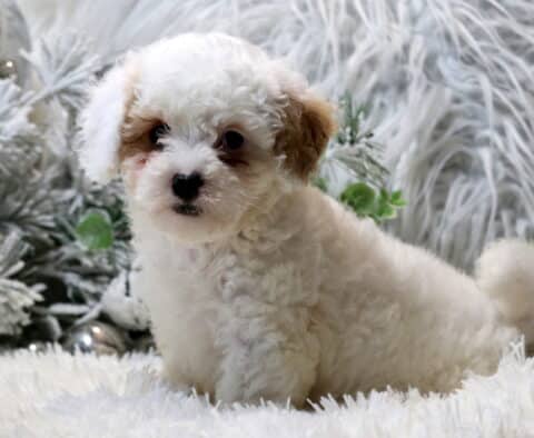 Coconut Cavapoo
