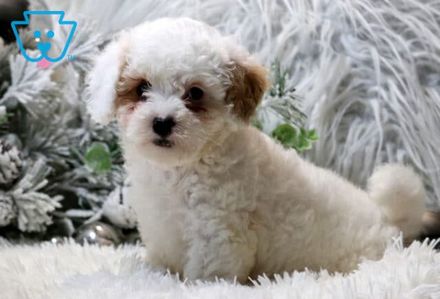 Coconut Cavapoo image
