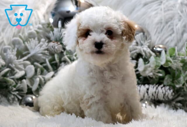 Coconut Cavapoo2 image