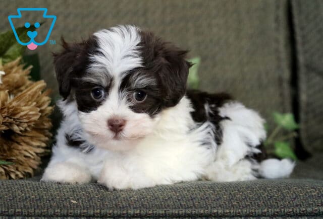 Black and white Havanese puppy lying on a green couch beside tan flowers, looking calmly at the camera with soft fur and a fluffy white streak on its head. image