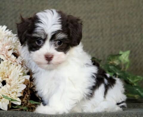 Coda Havanese2