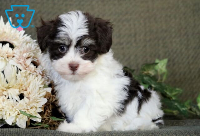 Black and white Havanese puppy sitting on a green couch beside a bunch of cream-colored flowers, looking sweetly at the camera with a fluffy coat and gentle expression. image