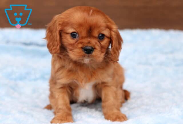 Comet Cavalier image