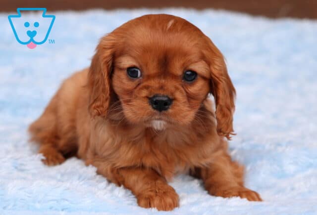 Comet Cavalier2 image