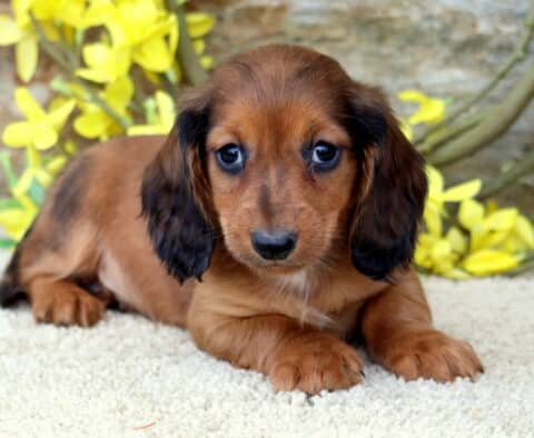 Comet Mini Dachshund2
