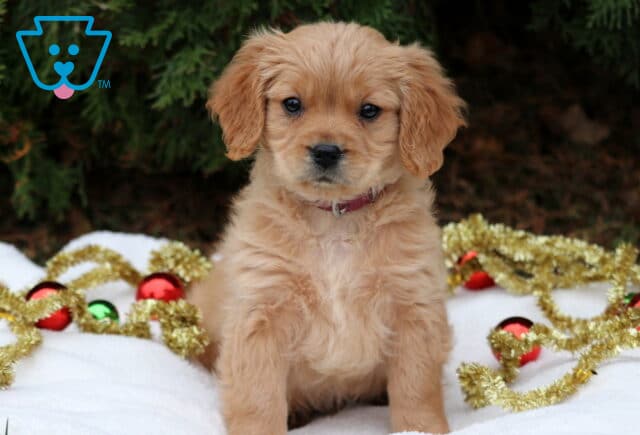 Comet Mini Golden image