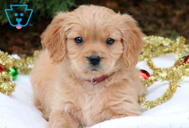 Comet Mini Golden2 image