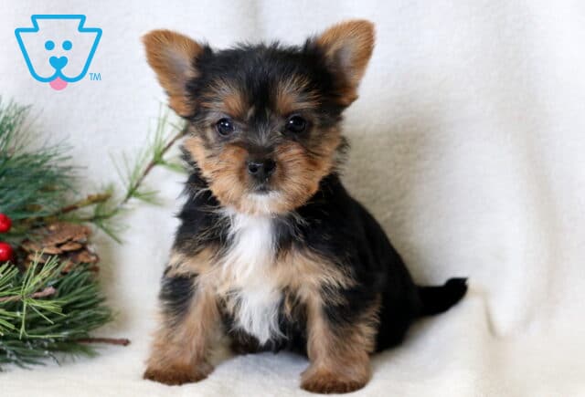Tiny Yorkie puppy sitting on a soft white blanket with fluffy black, tan, and white fur, posing sweetly beside a festive pine and red berry arrangement. image