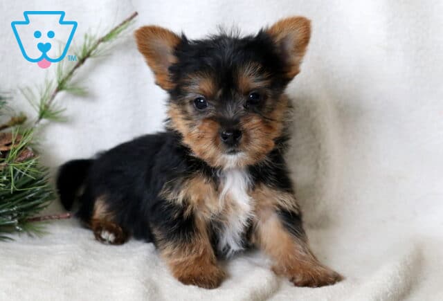 Fluffy Yorkie puppy sitting on a cozy white blanket with soft black and tan fur, looking sweetly at the camera beside a festive pine branch arrangement. image