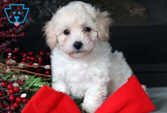 Cookie Bichpoo image