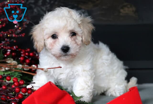 Cookie Bichpoo2 image