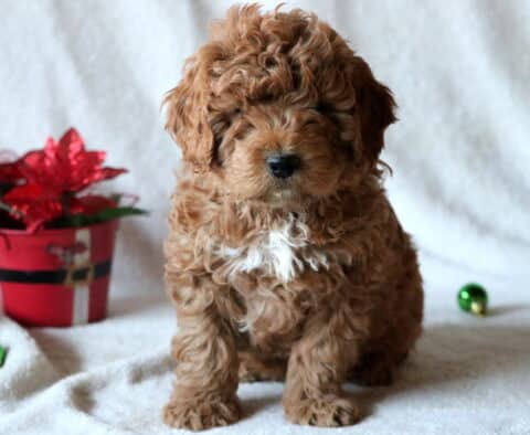 Cotton Mini Goldendoodle