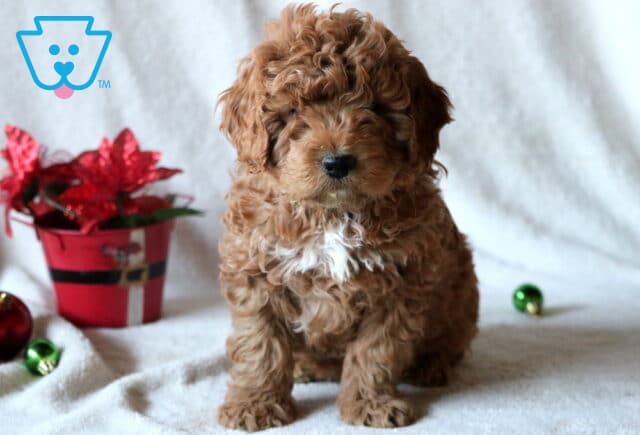 Cotton Mini Goldendoodle image