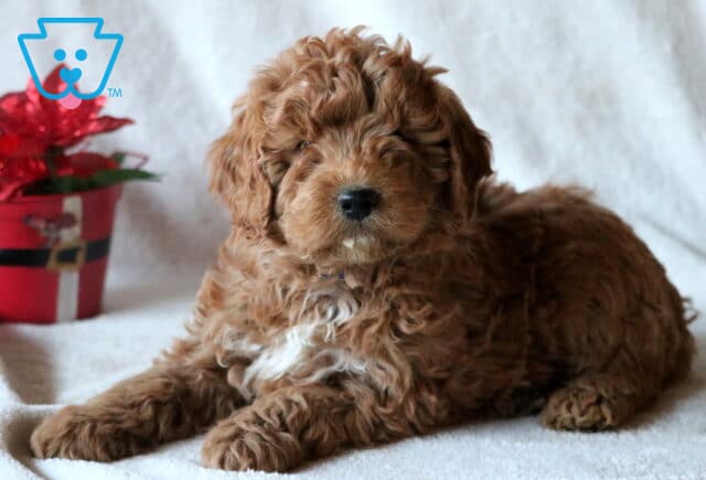 Cotton Mini Goldendoodle2 image