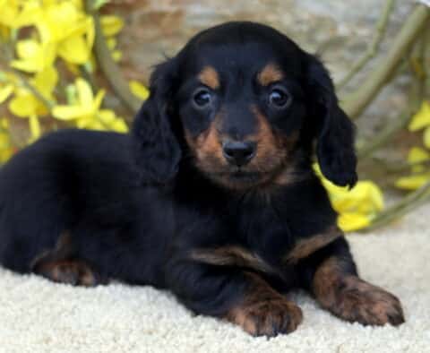 Cricket Mini Dachshund2