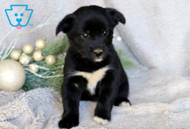 Cutie Border Mix image