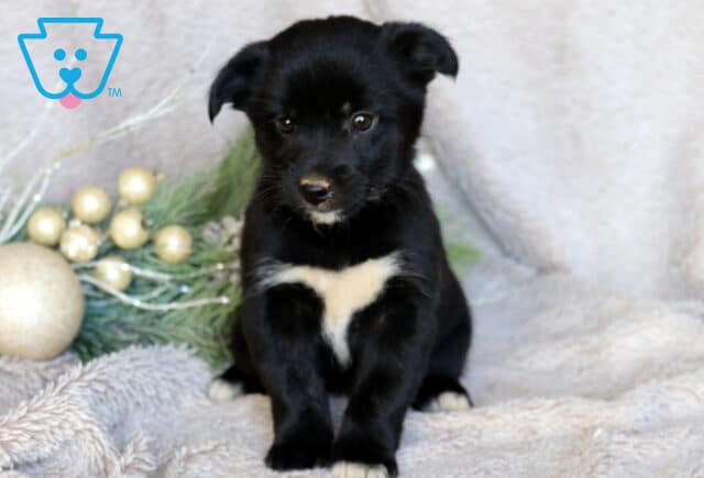 Cutie Border Mix2 image