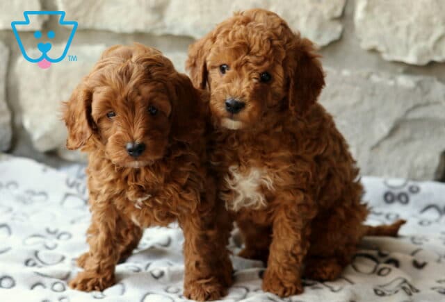 D Litter Cavapoo Group image