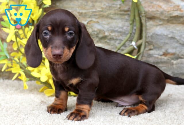 DJ Mini Dachshund image