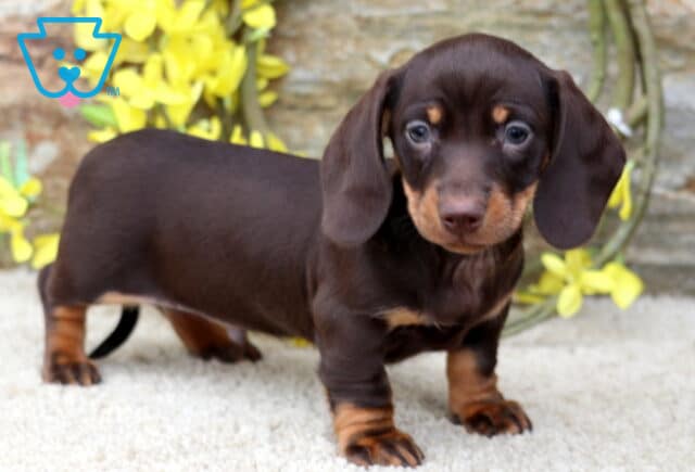 DJ Mini Dachshund2 image