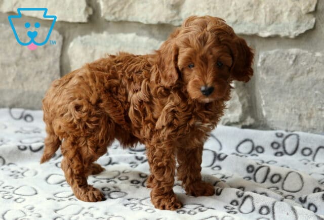 Dalilah Cavapoo image