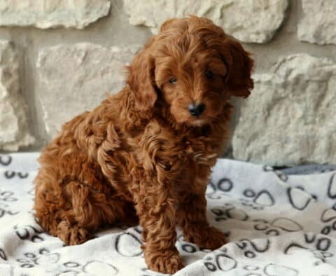 Dalilah Cavapoo2