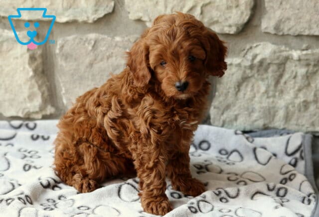Dalilah Cavapoo2 image